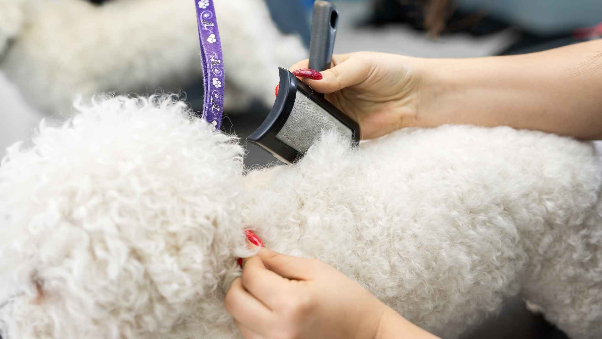 cuidados perro pelo rizado